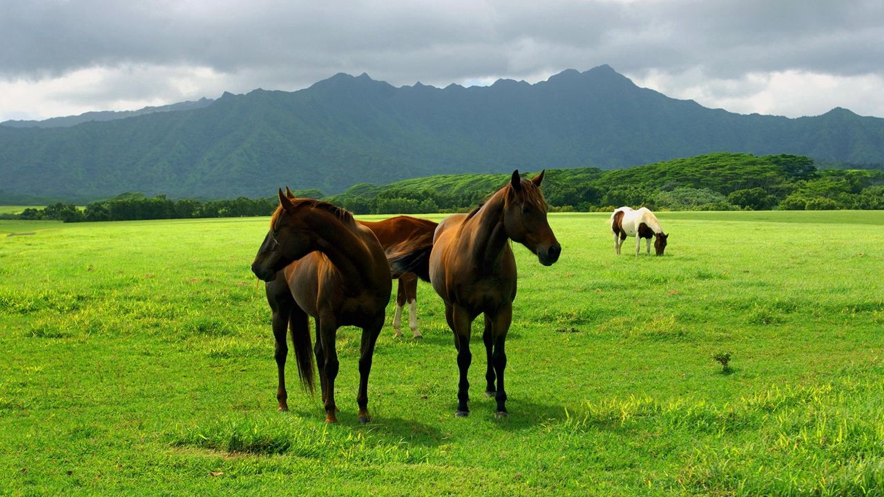 Wallpaper horse, pasture, grass, meadow, walk