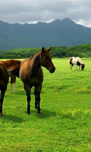 Preview wallpaper horse, pasture, grass, meadow, walk