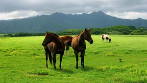 Preview wallpaper horse, pasture, grass, meadow, walk