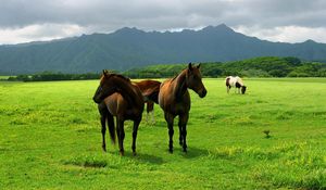 Preview wallpaper horse, pasture, grass, meadow, walk