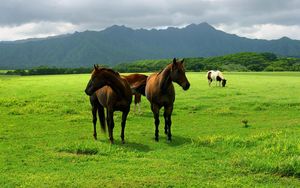 Preview wallpaper horse, pasture, grass, meadow, walk