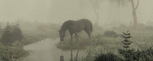 Preview wallpaper horse, pond, fog, trees, art