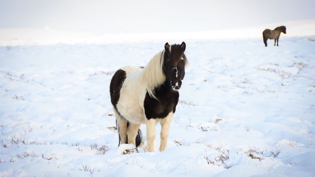 Wallpaper horse, pony, animal, snow, winter