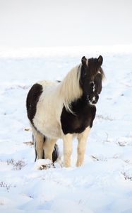Preview wallpaper horse, pony, animal, snow, winter