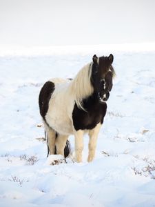 Preview wallpaper horse, pony, animal, snow, winter