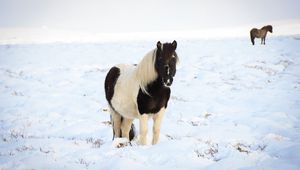 Preview wallpaper horse, pony, animal, snow, winter