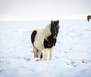 Preview wallpaper horse, pony, animal, snow, winter