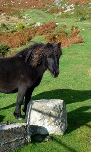 Preview wallpaper horse, pony, grass, rocks, walk