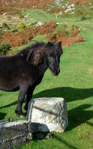 Preview wallpaper horse, pony, grass, rocks, walk