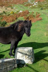 Preview wallpaper horse, pony, grass, rocks, walk