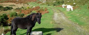 Preview wallpaper horse, pony, grass, rocks, walk