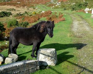 Preview wallpaper horse, pony, grass, rocks, walk