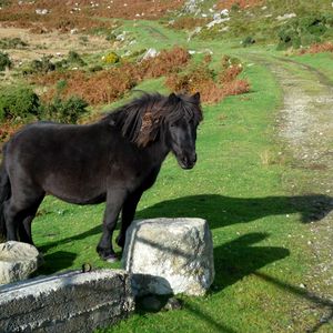 Preview wallpaper horse, pony, grass, rocks, walk