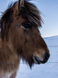 Preview wallpaper horse, pony, mane, face