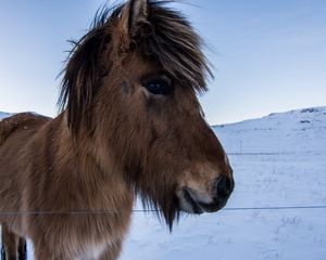 Preview wallpaper horse, pony, mane, face