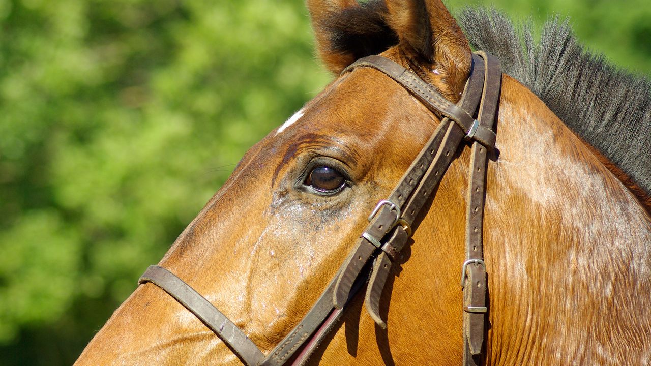 Wallpaper horse, profile, mane, bridle