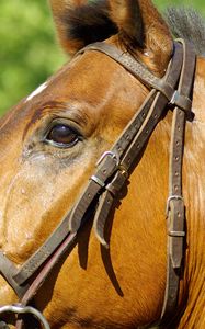 Preview wallpaper horse, profile, mane, bridle