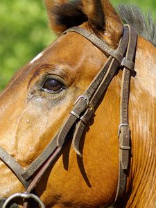 Preview wallpaper horse, profile, mane, bridle