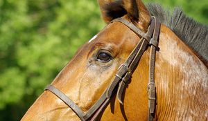 Preview wallpaper horse, profile, mane, bridle