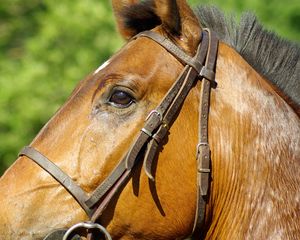 Preview wallpaper horse, profile, mane, bridle