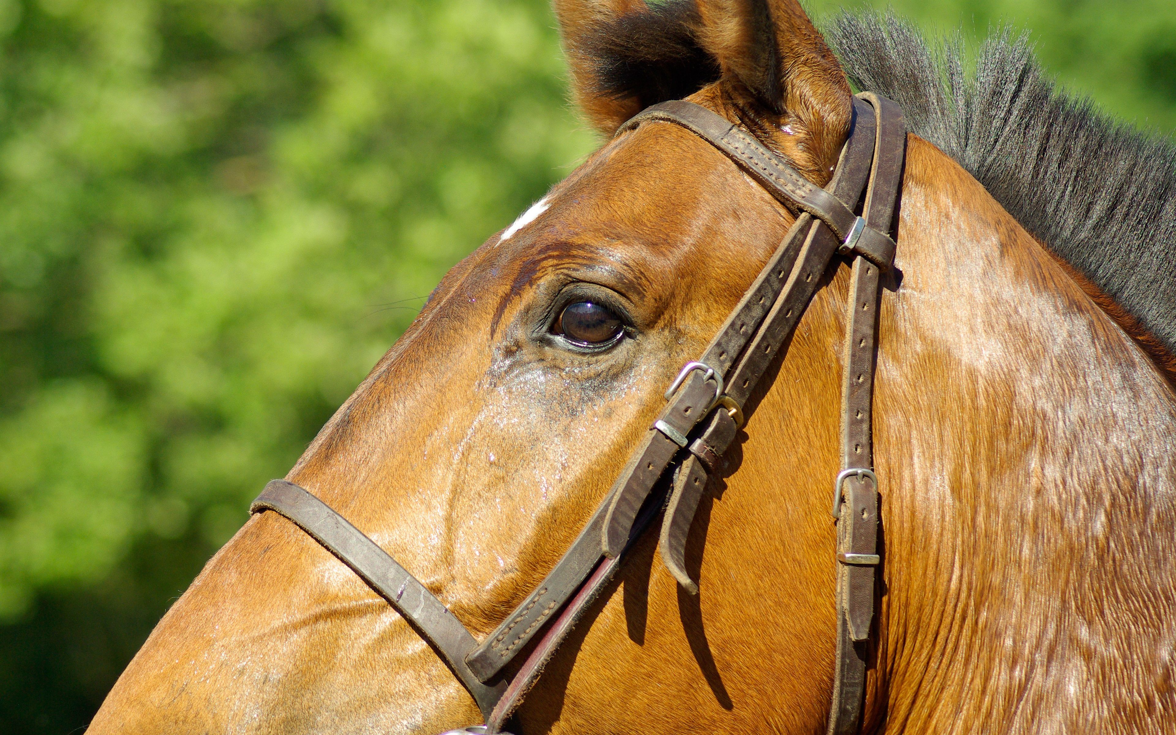 Download wallpaper 3840x2400 horse, profile, mane, bridle 4k ultra hd