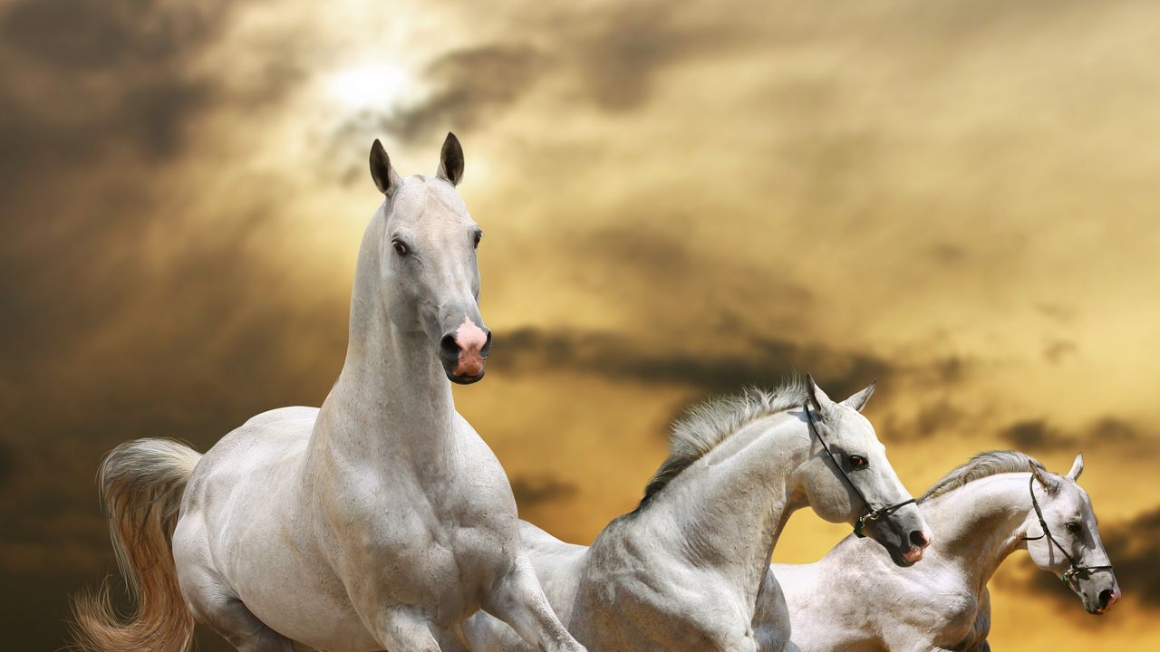 Wallpaper horse, race, freedom, grass, dust, sky