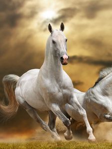 Horse old mobile, cell phone, smartphone wallpapers hd, desktop backgrounds  240x320 downloads, images and pictures