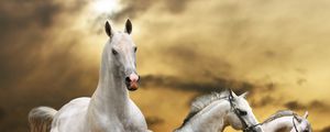 Preview wallpaper horse, race, freedom, grass, dust, sky