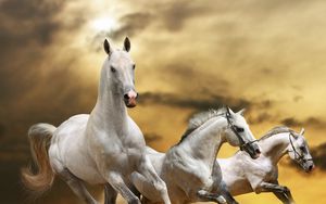 Horse 4k ultra hd 16:10 wallpapers hd, desktop backgrounds 3840x2400  downloads, images and pictures