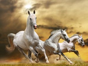 Preview wallpaper horse, race, freedom, grass, dust, sky