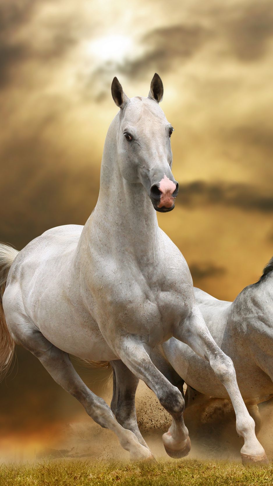 Download wallpaper 938x1668 horse, race, freedom, grass, dust, sky iphone 8/ 7/6s/6 for parallax hd background Download wallpaper 938x1668 horse, race, freedom, grass, dust, sky iphone 8/ 7/6s/6 for parallax hd background