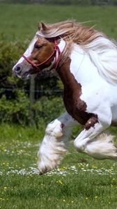 Preview wallpaper horse, race, horse racing, grass, mane