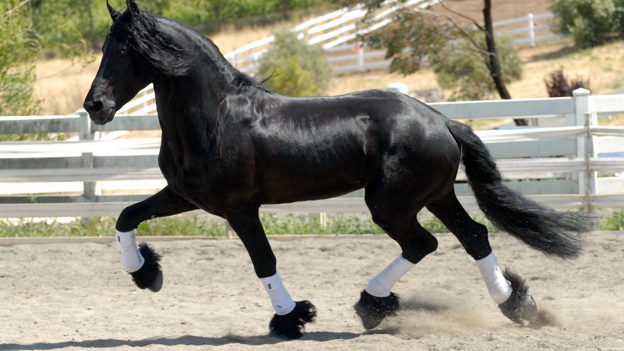 Wallpaper horse, race, tail, mane, wind