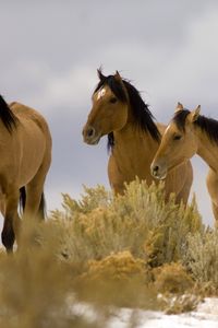 Preview wallpaper horse, ride, herd, grass