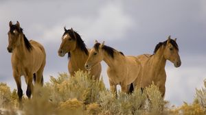Preview wallpaper horse, ride, herd, grass