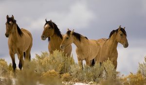 Preview wallpaper horse, ride, herd, grass