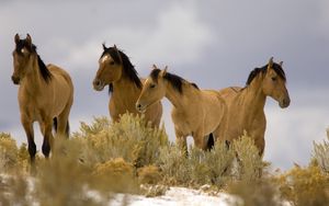 Preview wallpaper horse, ride, herd, grass