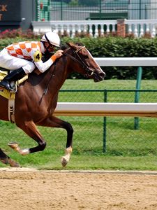 Preview wallpaper horse, riding, racing, mud