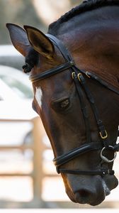 Preview wallpaper horse, rig, muzzle