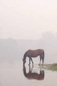 Preview wallpaper horse, river, fog, sky