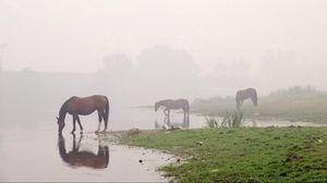 Preview wallpaper horse, river, fog, sky