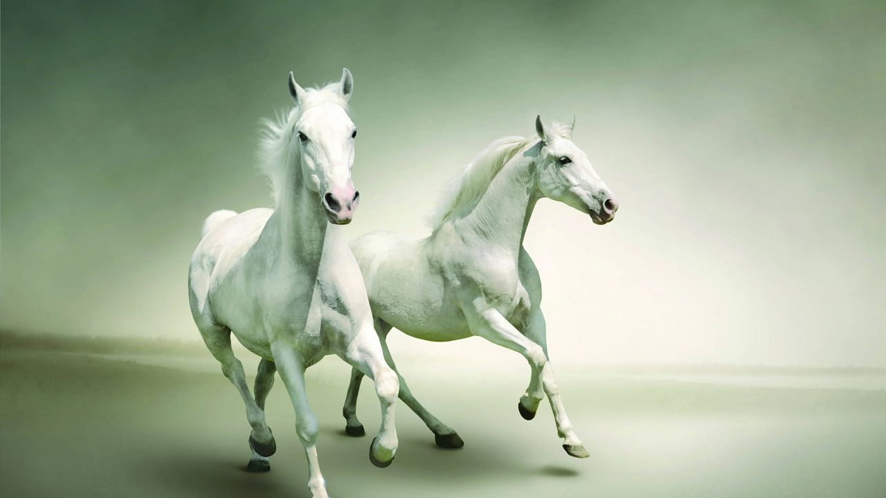 Wallpaper horse, running, couple