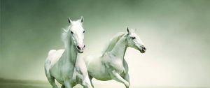 Preview wallpaper horse, running, couple