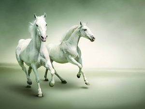 Horse pocket pc, pda wallpapers hd, desktop backgrounds 800x600 downloads,  images and pictures