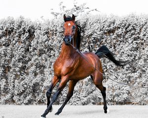 Preview wallpaper horse, running, harness