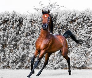 Preview wallpaper horse, running, harness