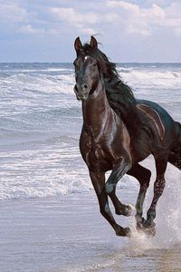 Preview wallpaper horse, running, spray, beach, jump