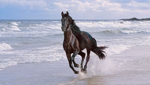 Preview wallpaper horse, running, spray, beach, jump