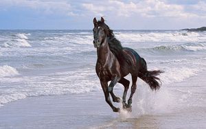 Preview wallpaper horse, running, spray, beach, jump