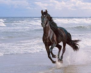 Preview wallpaper horse, running, spray, beach, jump